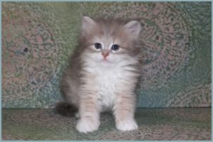 Male Siberian Kitten from Deedlebug Siberian